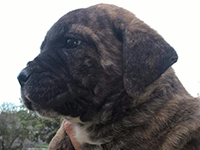 cucciolo cane corso 